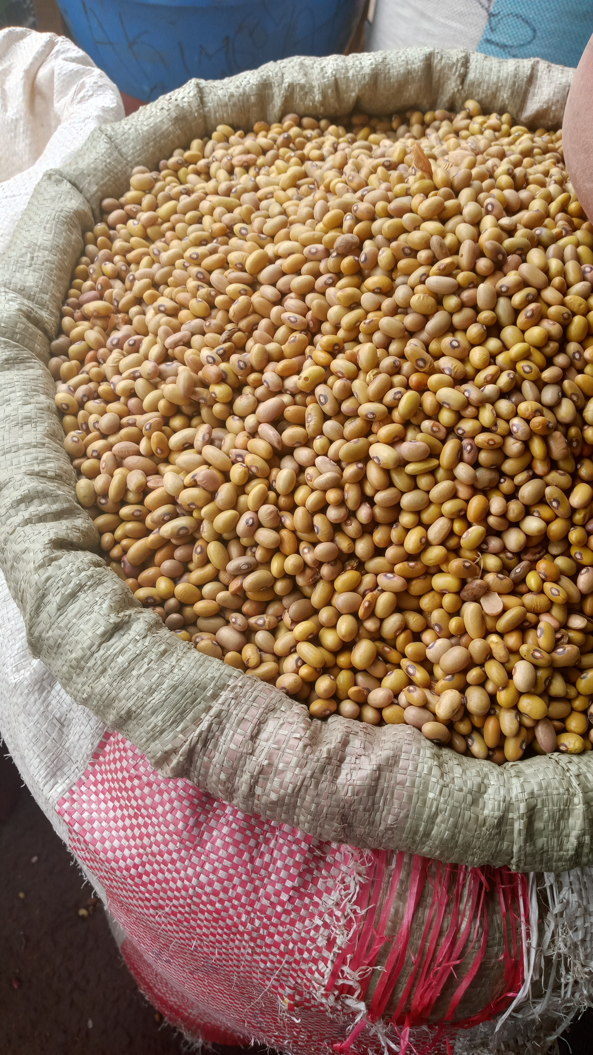 SAC MADESU GOMA BIL BIL